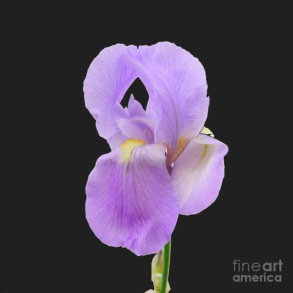 Irises-purple-iris Flower-bearded Iris-large-flower Art Print featuring the photograph Purple Iris #1 by Scott Cameron