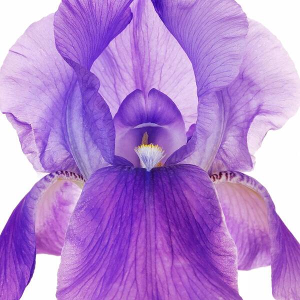 Iris Art Print featuring the photograph Purple Iris by Jim Hughes
