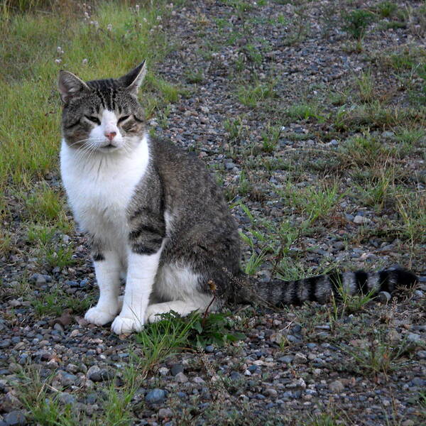 Cat Art Print featuring the photograph Purr-fectly Posed by Kent Lorentzen