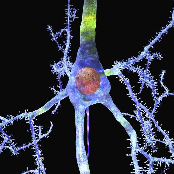 Pyramidal Cell Art Print featuring the photograph Pyramidal Cell In The Brain by Russell Kightley