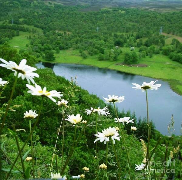 Daisies Art Print featuring the photograph White Daisies at Queen's View 2 by Joan-Violet Stretch