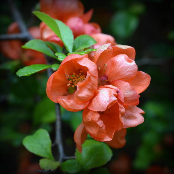 Quince Blossom Art Print featuring the photograph Quince Blossom by Bishopston Fine Art