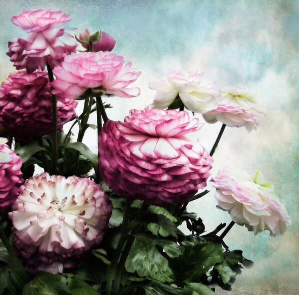 Flowers Art Print featuring the photograph Ranunculus Blooming by Jessica Jenney