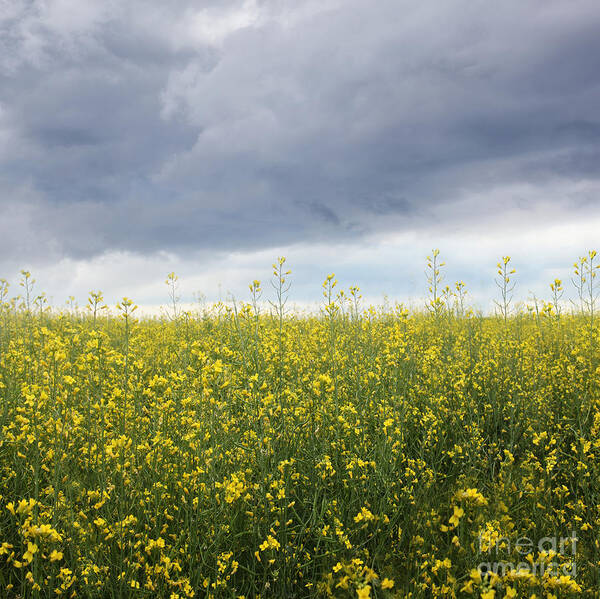 Agriculture Art Print featuring the photograph Rapeseed flower field with storm clouds by Sandra Cunningham