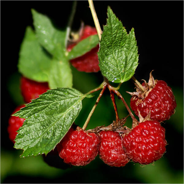 Raspberries Art Print featuring the photograph Raspberries by Nikolyn McDonald