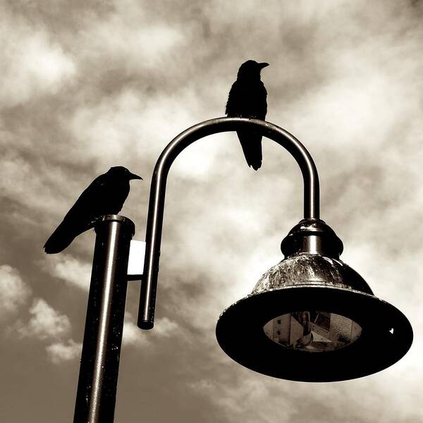 Ravens Art Print featuring the photograph Ravens Above The Light by Eric Tressler