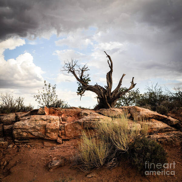 Pine Tree Art Print featuring the photograph Reaching by Cheryl McClure