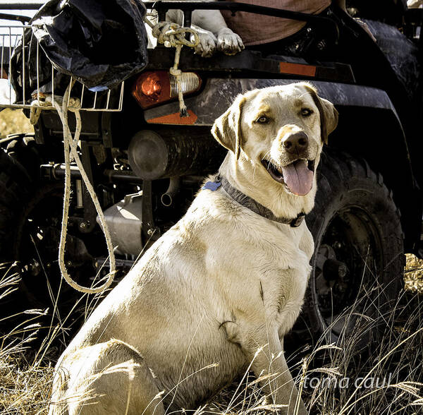 Dog Art Print featuring the photograph Ready for the Hunt by Toma Caul