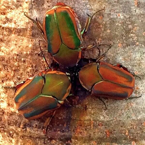  Art Print featuring the photograph Really Cool Beetles We Saw On A Tree by Sheilah Behrens