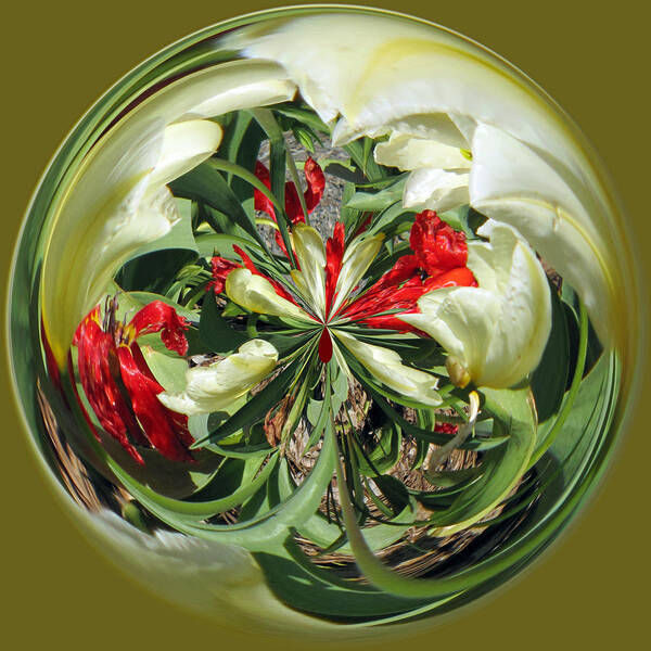 Perspective Art Print featuring the photograph Red and White Tulips by Tikvah's Hope