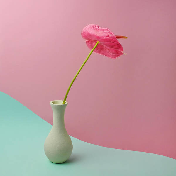 Vase Art Print featuring the photograph Red Anthurium In White Vase by Juj Winn