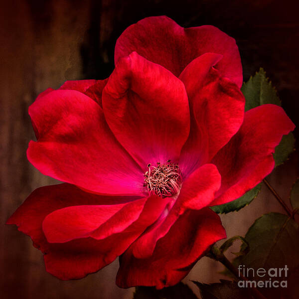 Art Prints Art Print featuring the photograph Red Beauty by Dave Bosse