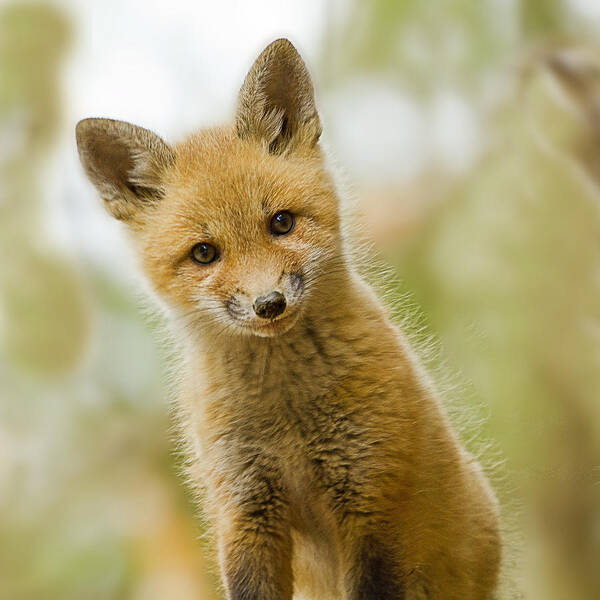 Red Fox Art Print featuring the photograph Red Fox Kit Up Close by John Vose