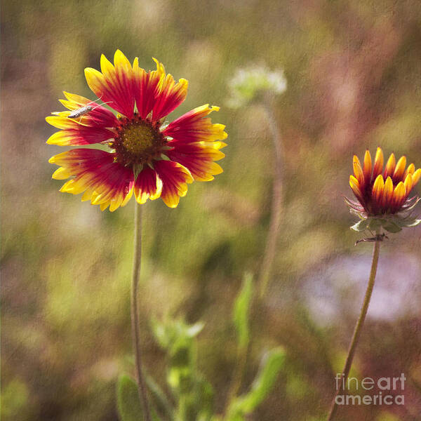 Flowers Art Print featuring the photograph Red on Yellow by Pam Holdsworth