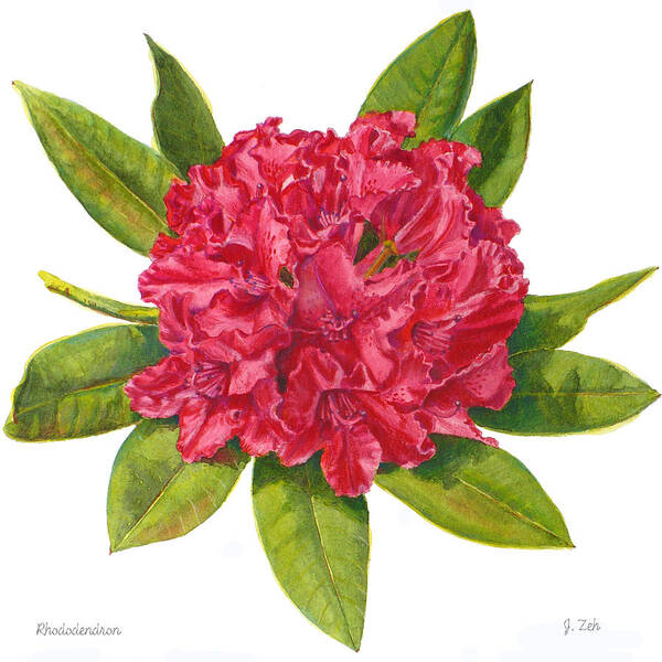 Rhododendron Painting Art Print featuring the painting Red Rhododendron by Janet Zeh