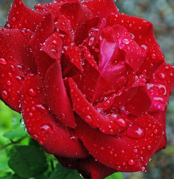 Red Rose Art Print featuring the photograph Red Rose by George Davidson