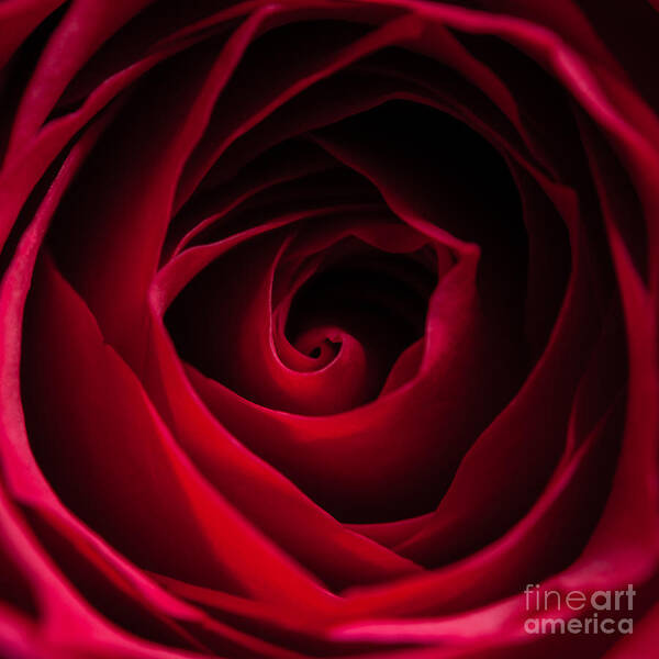 Flower Art Print featuring the photograph Red Rose Square by Matt Malloy