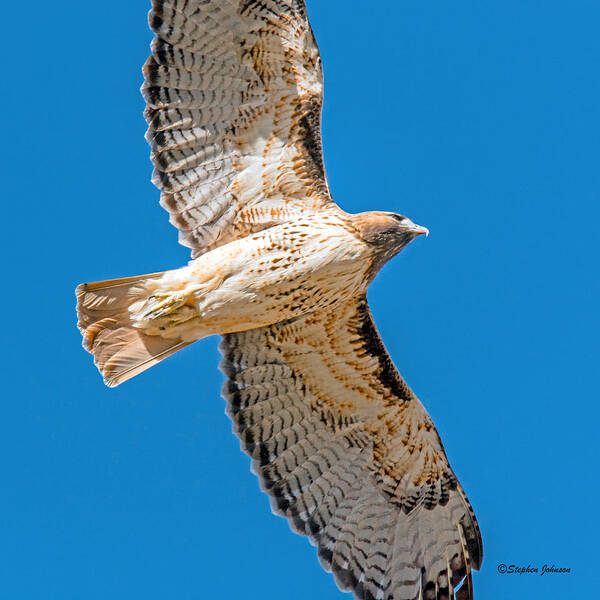 Hawks Art Print featuring the photograph Red Tailed Hawk Overhead by Stephen Johnson