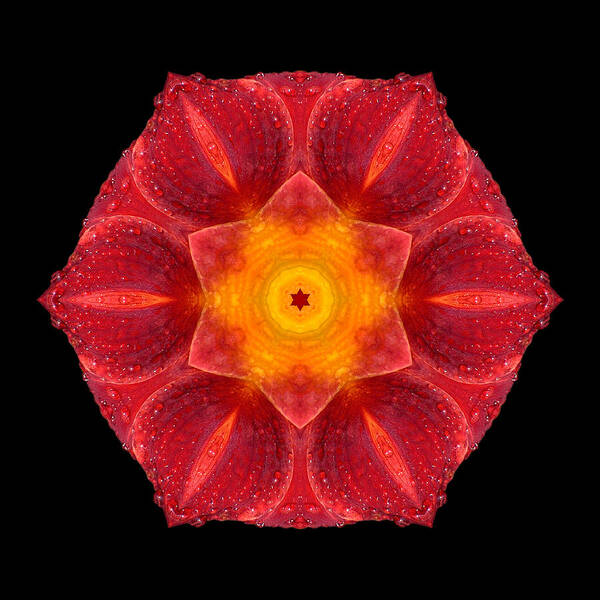 Flower Art Print featuring the photograph Red Wet Lily Flower Mandala by David J Bookbinder