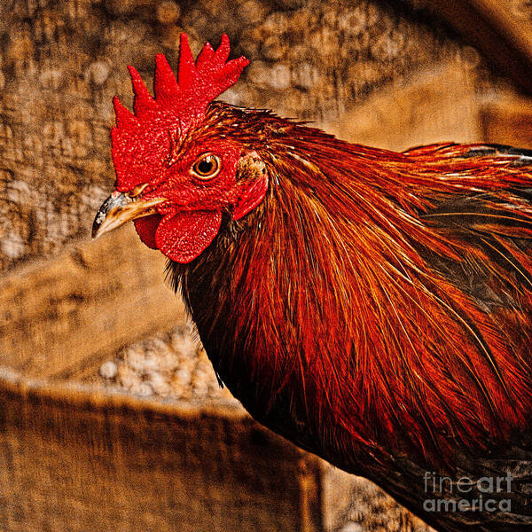 Chicken Art Print featuring the photograph Redhead by Dave Bosse