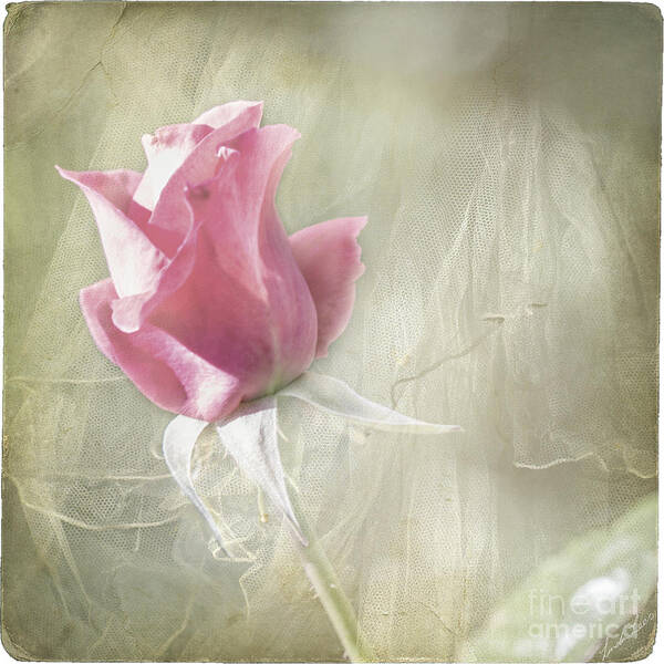Rose Art Print featuring the photograph Reminiscing by Linda Lees