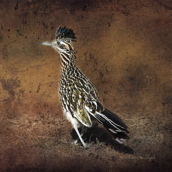 Bird Art Print featuring the photograph Road Runner 2 by Karen Slagle