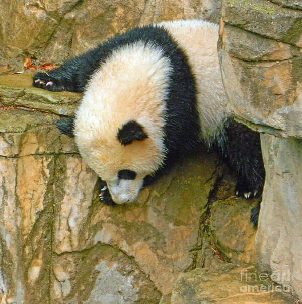 Rock Climbing - Baby Bao Bao To The Rescue Art Print featuring the photograph Rock Climbing - Baby Bao Bao To The Rescue by Emmy Vickers