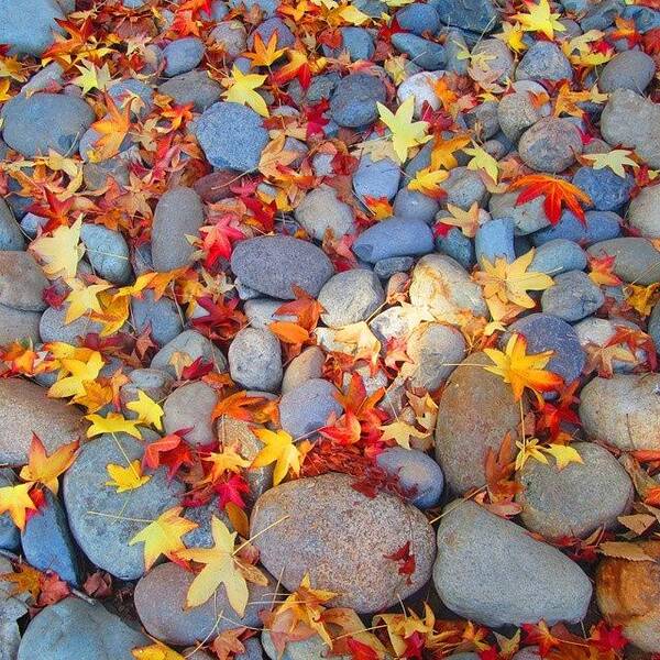 Colors Art Print featuring the photograph Fallen Rocks by Ifunanya Onyima