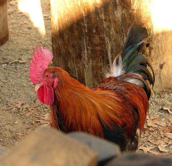 Rooster Art Print featuring the photograph Rooster Two - Jamestown by Jacqueline M Lewis