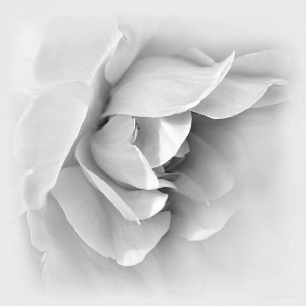 Rose Art Print featuring the photograph Rose Flower Soft Gray by Jennie Marie Schell