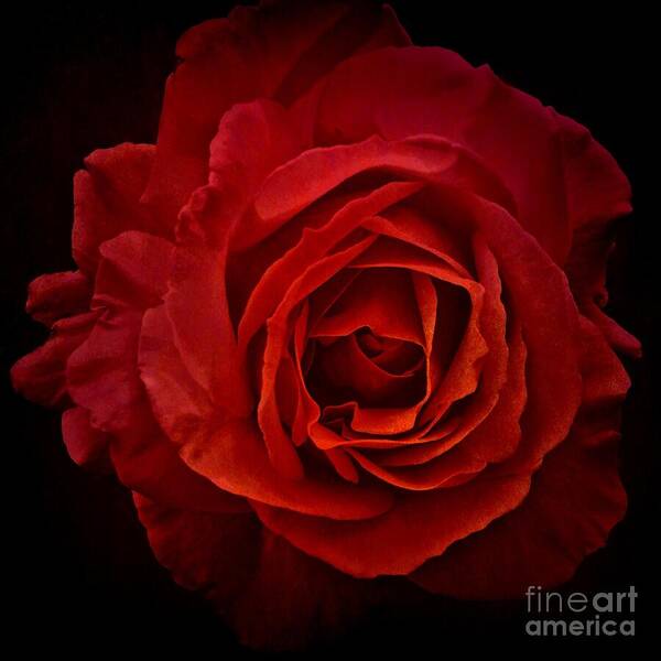 Rose Art Print featuring the photograph Rose in Red by Patricia Strand
