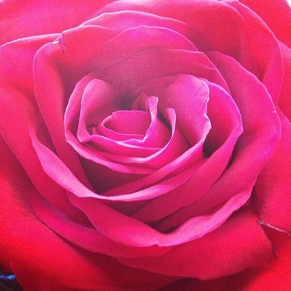 Beautiful Art Print featuring the photograph #rose #redrose #red #flower #redflower by Amber Campanaro