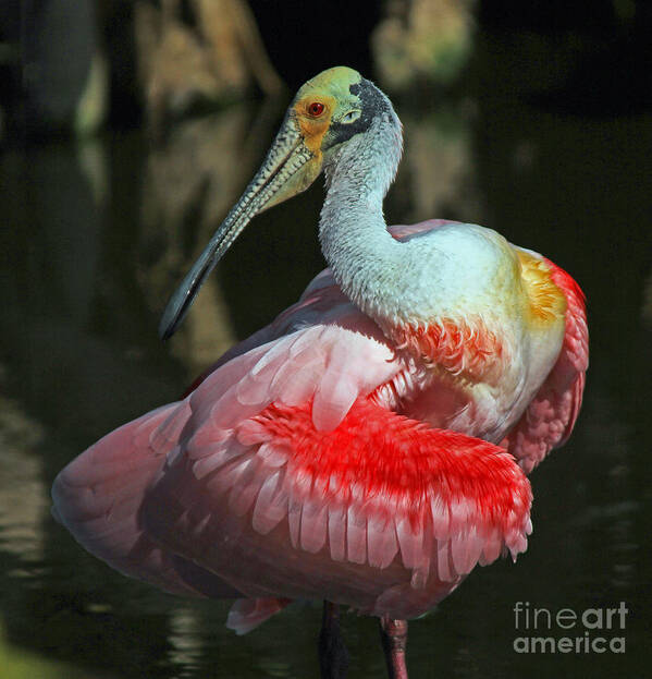 Roseate Spoonbill Art Print featuring the photograph Roseate preening by Larry Nieland