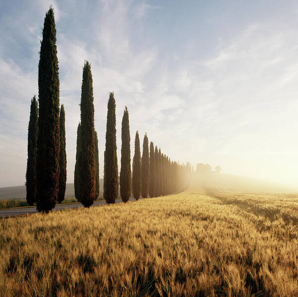 Val D'orcia Art Print featuring the photograph Row Of Cypress Trees And Farmhouse At by Gary Yeowell