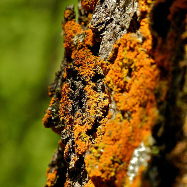 Pine Tree Art Print featuring the photograph Rusty Moss and Green Bokeh by Kirsten Giving