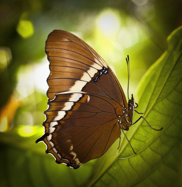 Florida Art Print featuring the photograph Rusty Tip Butterfly by Bradley R Youngberg