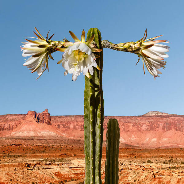 Arid Art Print featuring the photograph San Pedro Cactus by Nancy Strahinic