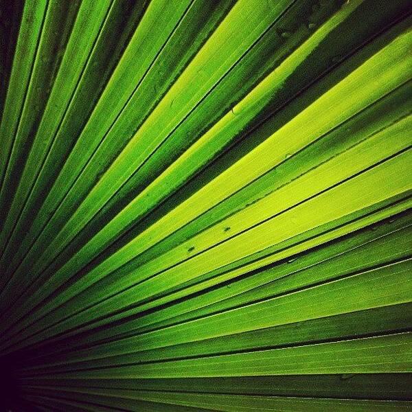  Art Print featuring the photograph Saw Palmetto by Stacey Kalina