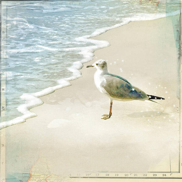 Seagull Art Print featuring the photograph Marco Island Seagull by Karen Lynch