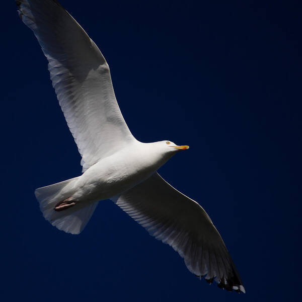 Seagull Art Print featuring the photograph Seagull Underglow by Kirkodd Photography Of New England