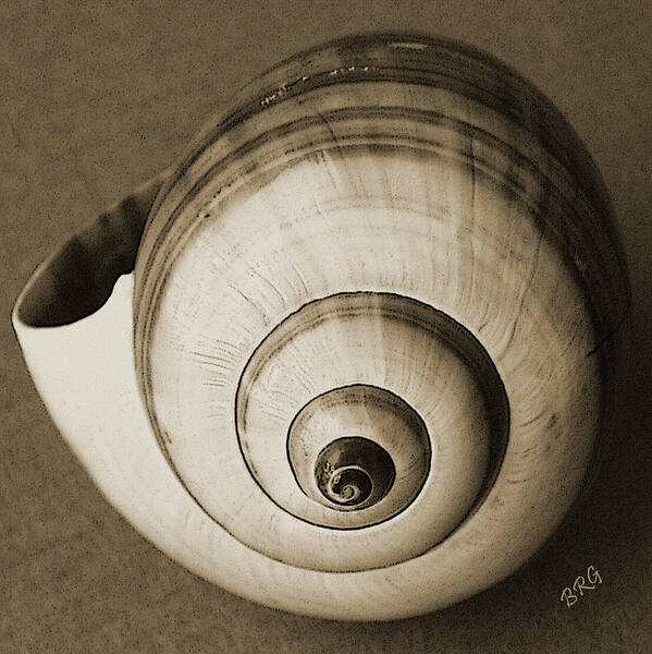 Seashell Art Print featuring the photograph Seashells Spectacular No 25 by Ben and Raisa Gertsberg