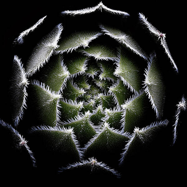 Rosette Art Print featuring the photograph Sempervivum Rosette by Victor Mozqueda