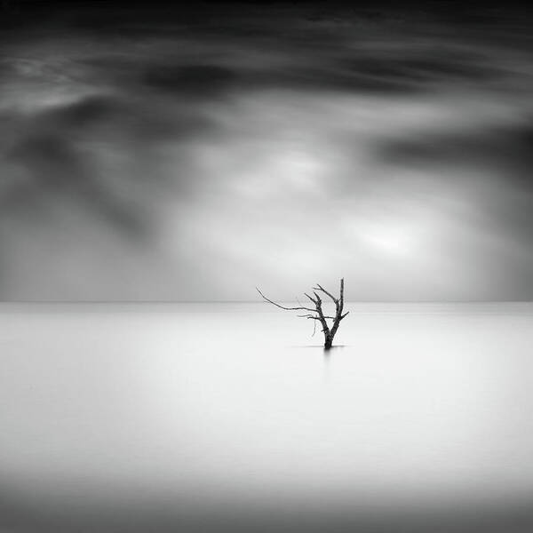 Tree Art Print featuring the photograph Shades Of Gray by George Digalakis