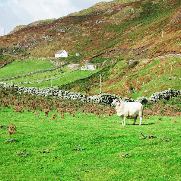 Outdoors Art Print featuring the photograph Sheep On Pasture, Ireland by Espiegle
