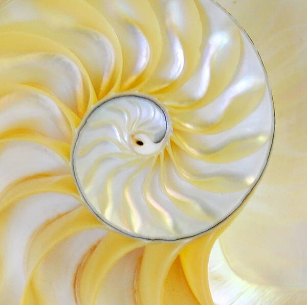 Nature Art Print featuring the photograph Shell Squared by AJ Schibig