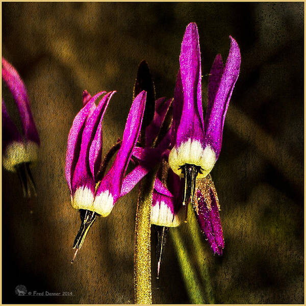  Art Print featuring the photograph Shooting Stars by Fred Denner