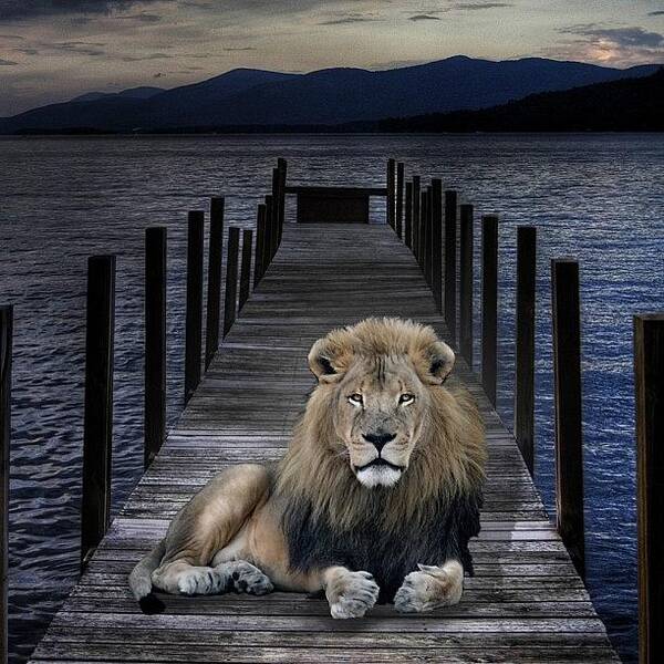 Beautiful Art Print featuring the photograph Silently Waiting. #lion by Kurt Von Weisenstein