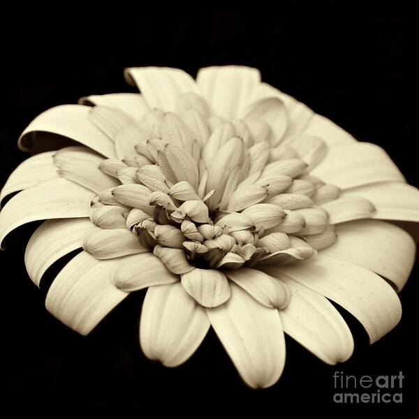 Flower Art Print featuring the photograph Single White Flower by Patricia Strand