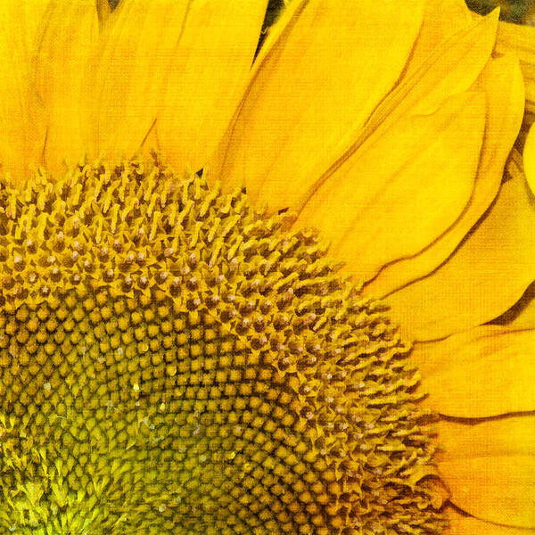Sunflower Art Print featuring the photograph Slice of Sunshine by Cathy Kovarik