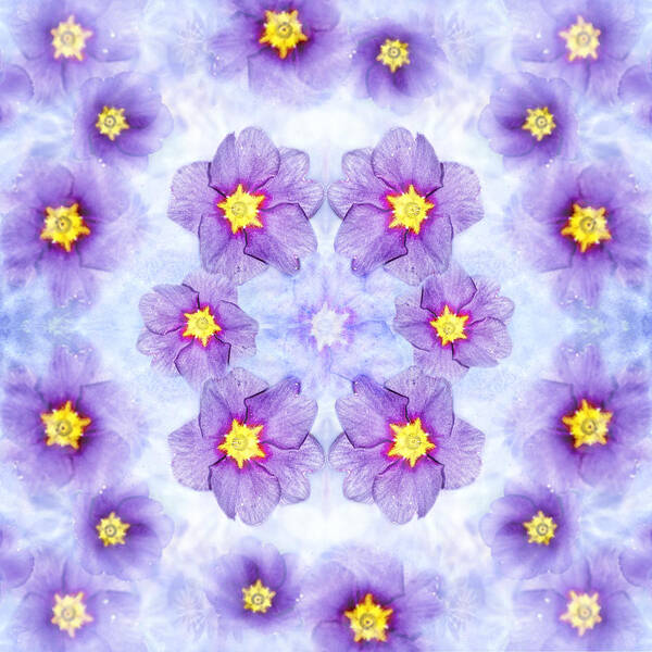 Primrose Art Print featuring the photograph Small Purple Flowers - Light by Belinda Greb